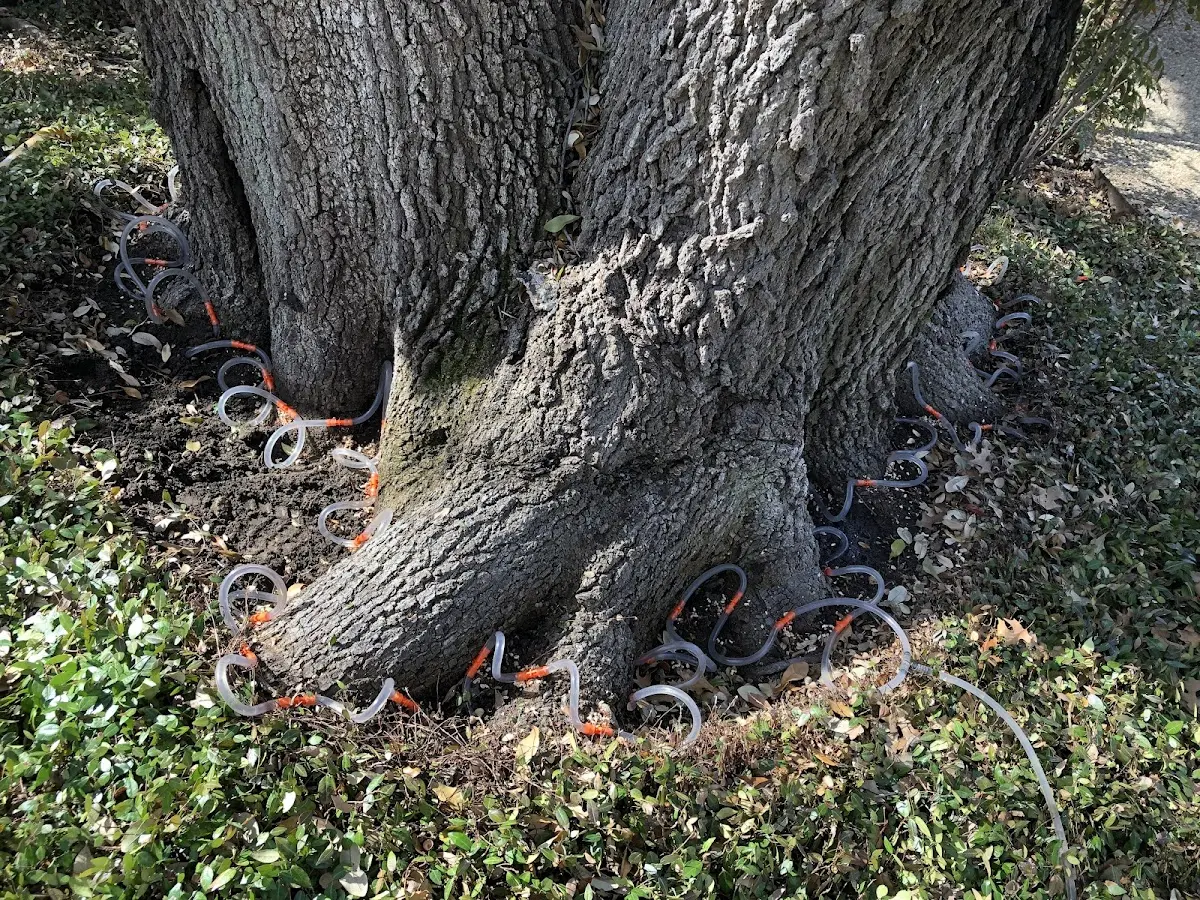 Detailed Tree Cabling and Bracing job site in Anniston