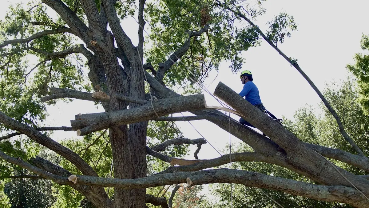 Professional Crown Thinning performed by certified arborists in Anniston