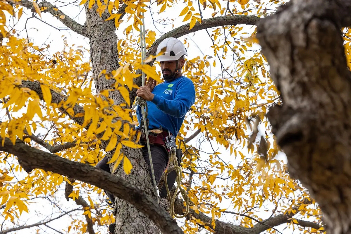 Skilled Tree Planing crew working in Anniston